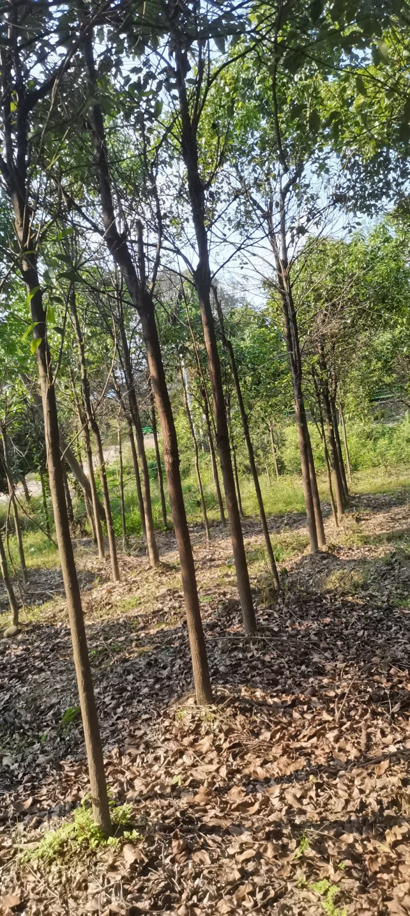 苗圃长期供应大小规格香樟，8公分香樟江西直供，精美树形