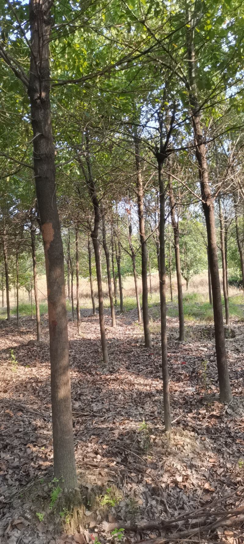 苗圃长期供应大小规格香樟，8公分香樟江西直供，精美树形