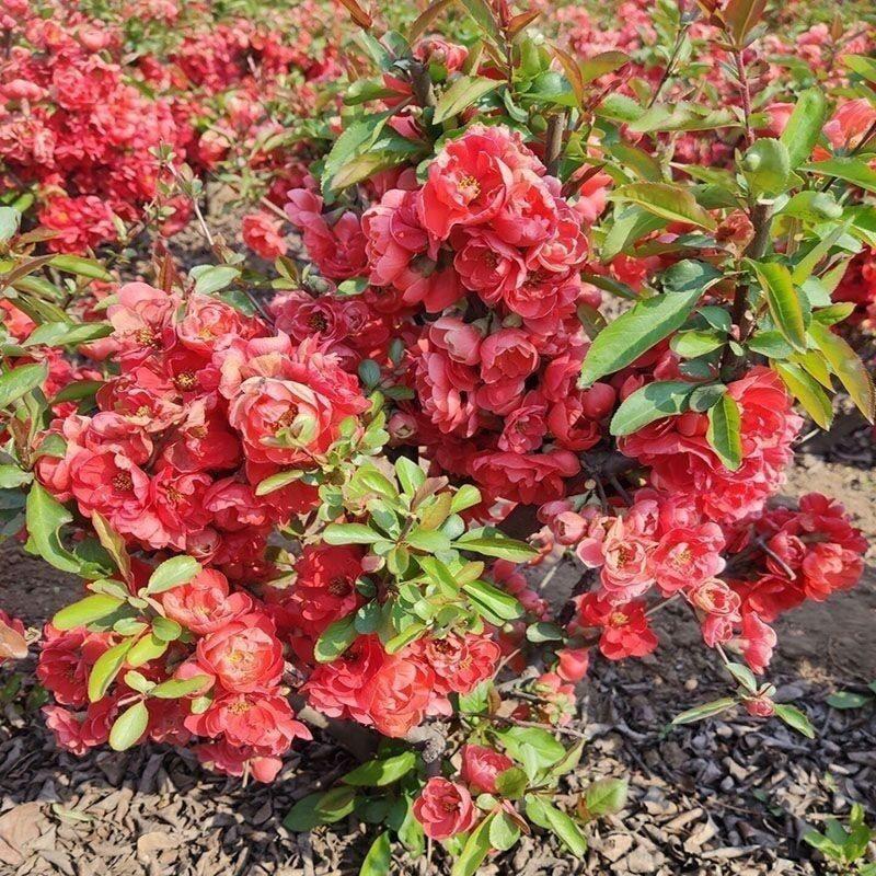 长寿冠海棠花重瓣红色海棠四季种植花卉盆景日本海棠山东基地