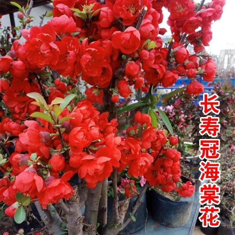 长寿冠海棠花重瓣红色海棠四季种植花卉盆景日本海棠山东基地