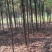 供应10公分香樟树，2-5公分香樟，大小规格齐全，海量供