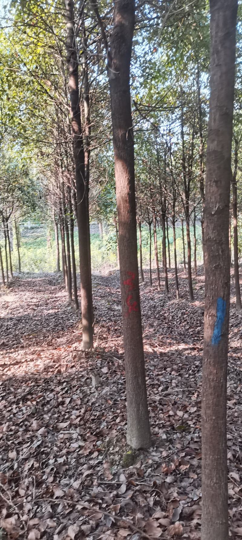 供应10公分香樟树，2-5公分香樟，大小规格齐全，海量供