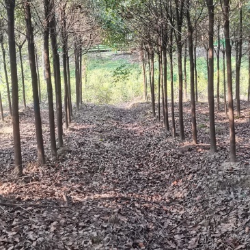 供应10公分香樟树，2-5公分香樟，大小规格齐全，海量供