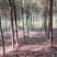 供应10公分香樟树，2-5公分香樟，大小规格齐全，海量供