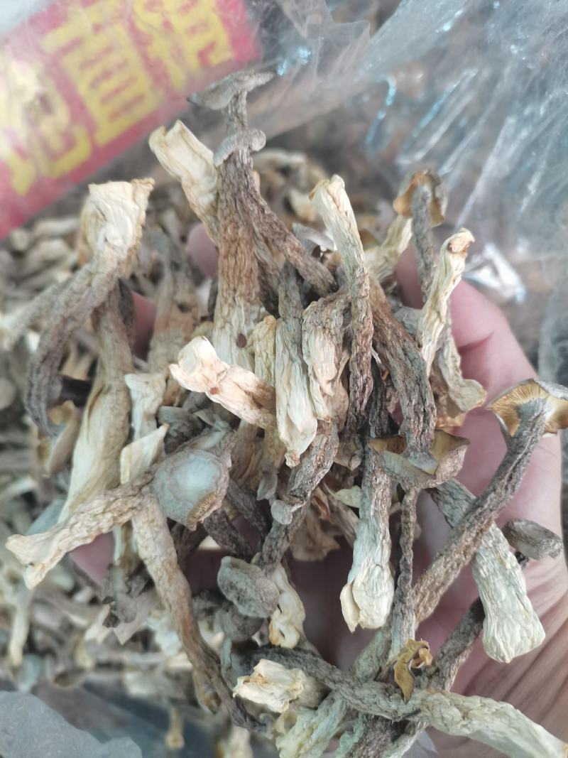 鹿茸菇(包邮)，3斤起批发，零售量大从优