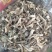 鹿茸菇(包邮)，3斤起批发，零售量大从优