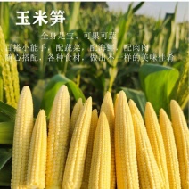 现摘甜玉米笋无农药迷你小玉米笋水果玉米新鲜蔬菜包邮o