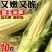 现摘甜玉米笋无农药迷你小玉米笋水果玉米新鲜蔬菜包邮o