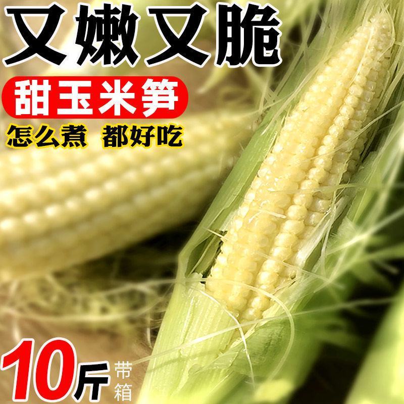 现摘甜玉米笋无农药迷你小玉米笋水果玉米新鲜蔬菜包邮o