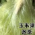 现摘甜玉米笋无农药迷你小玉米笋水果玉米新鲜蔬菜包邮o