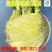 现摘甜玉米笋无农药迷你小玉米笋水果玉米新鲜蔬菜包邮o