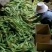 现摘甜玉米笋无农药迷你小玉米笋水果玉米新鲜蔬菜包邮o