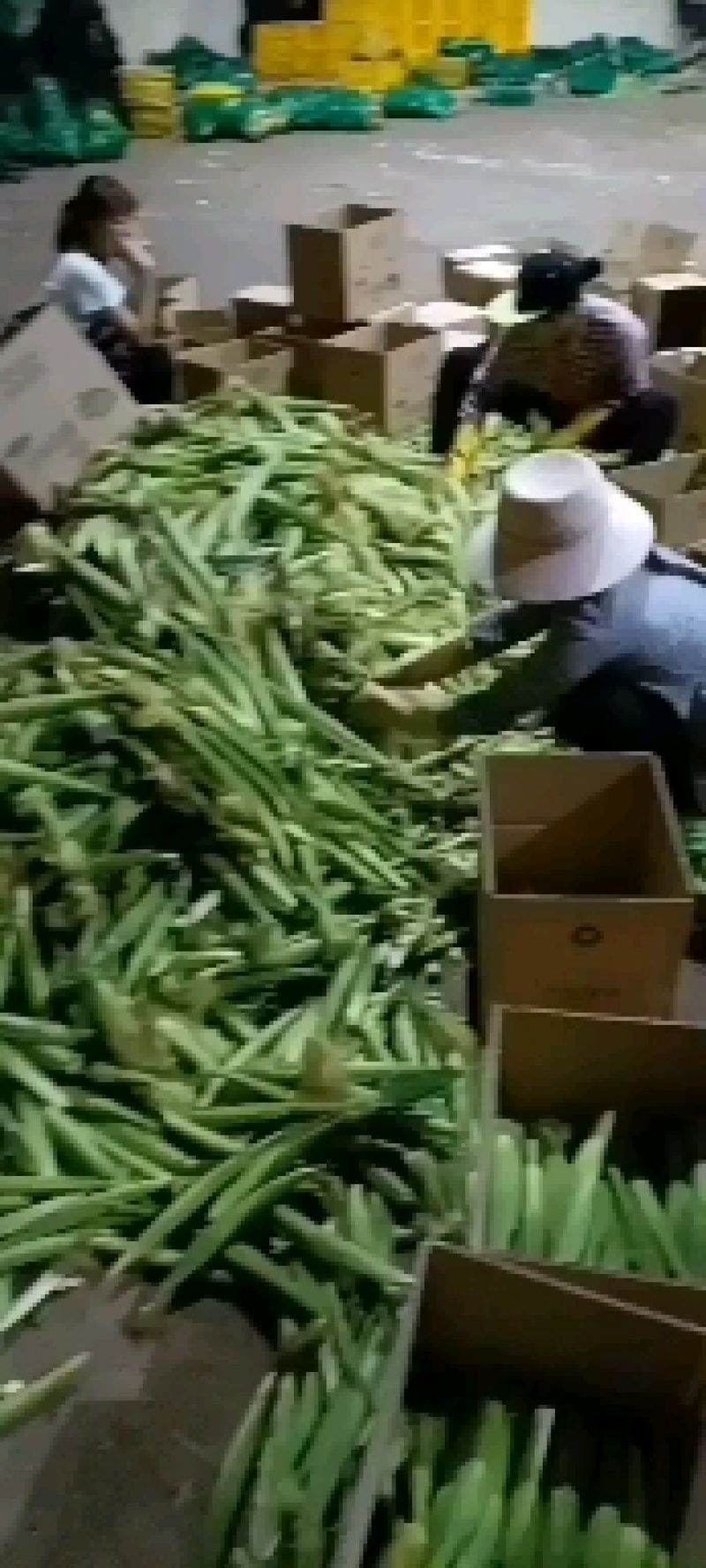 现摘甜玉米笋无农药迷你小玉米笋水果玉米新鲜蔬菜包邮o