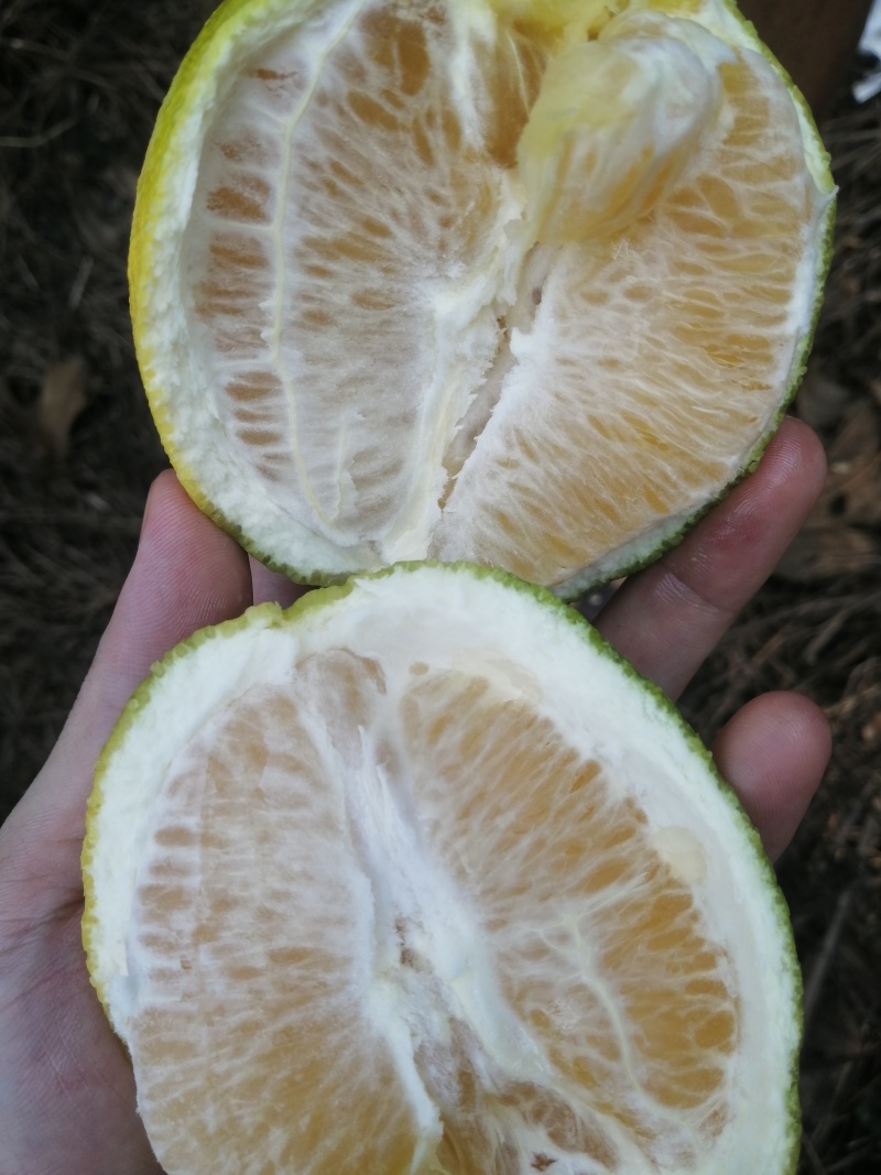 青橙，漳州应季水果挤成