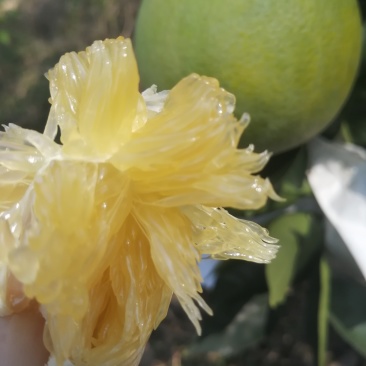 青橙，漳州应季水果挤成