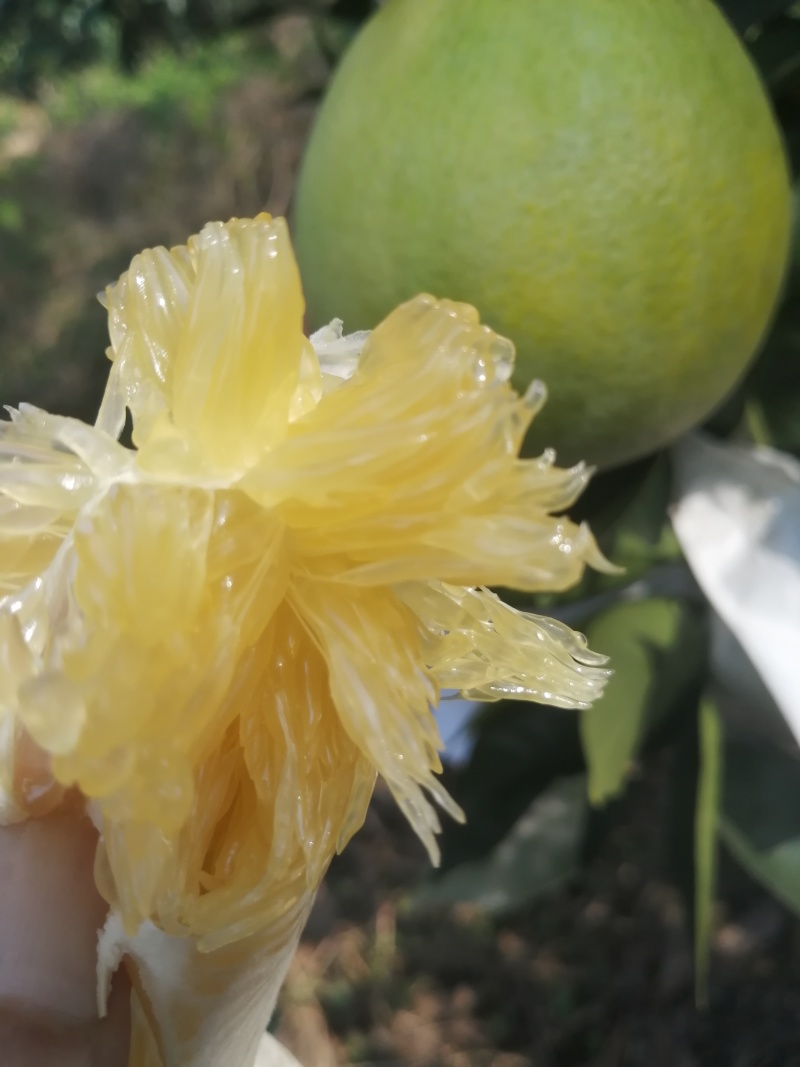 青橙，漳州应季水果挤成