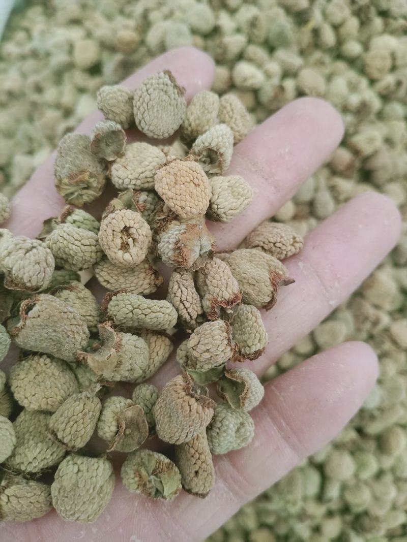 复盆子，覆盆子正品野生复盆子，质量保证！欢迎咨询购买！