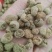 复盆子，覆盆子正品野生复盆子，质量保证！欢迎咨询购买！