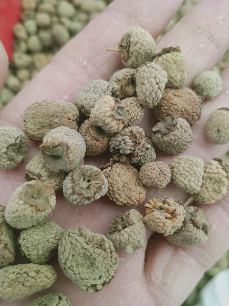复盆子，覆盆子正品野生复盆子，质量保证！欢迎咨询购买！