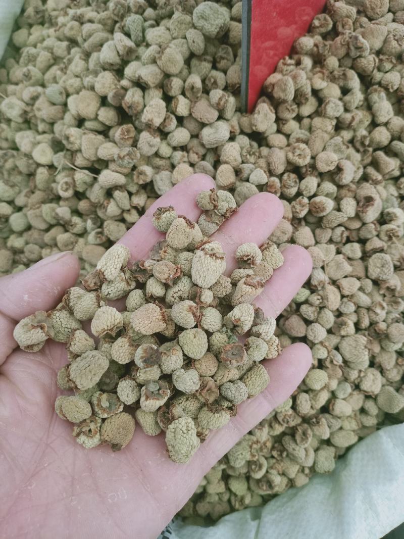复盆子，覆盆子正品野生复盆子，质量保证！欢迎咨询购买！