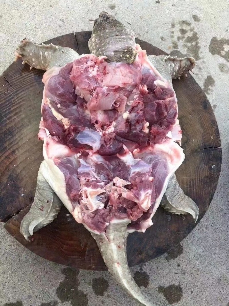 自家养殖老种鳄龟，食用留种均可