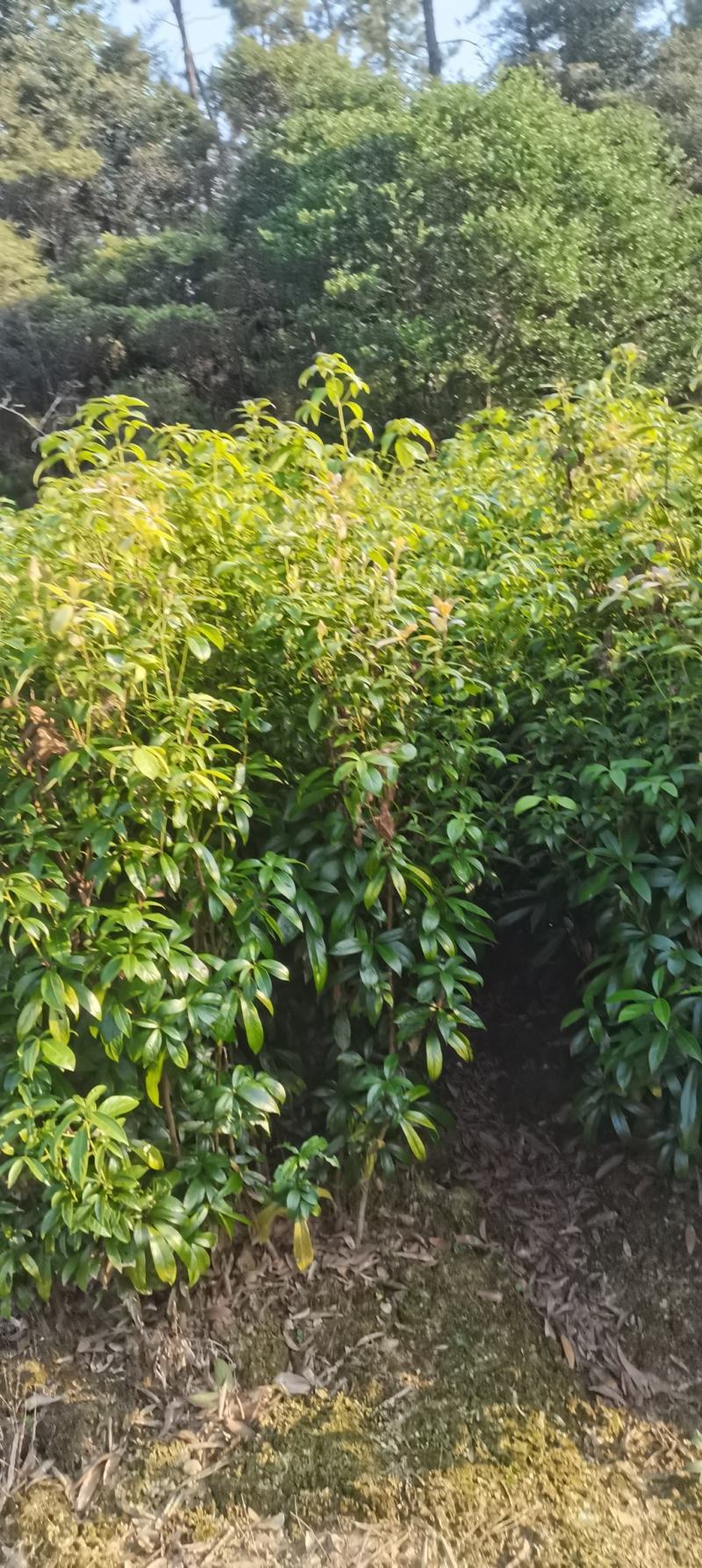 供应3年生楠木苗，1米以上楠木苗大量供应