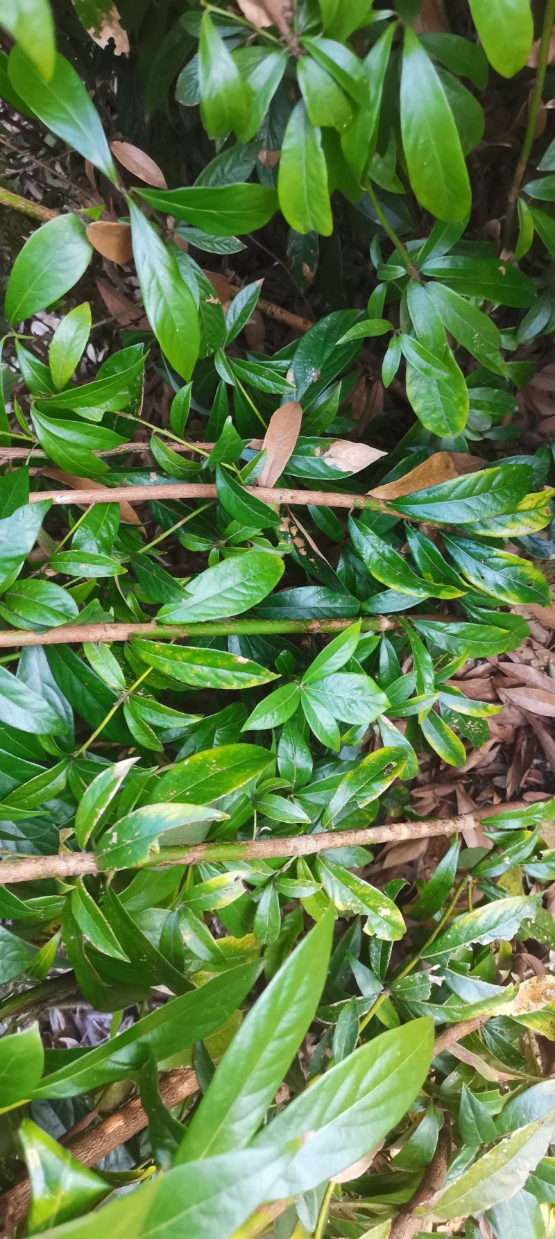 供应3年生楠木苗，1米以上楠木苗大量供应