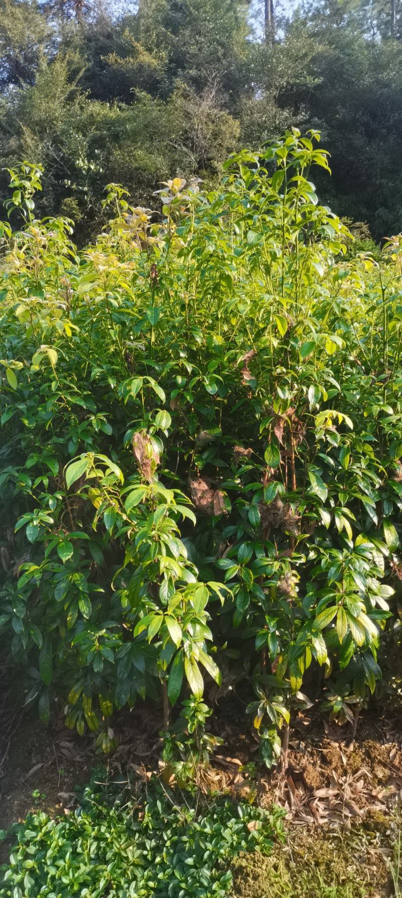 供应3年生楠木苗，1米以上楠木苗大量供应