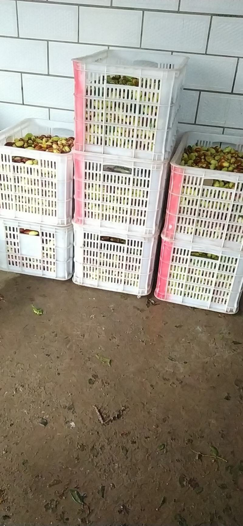马牙枣，山坡枣，马上大量上市！！！！！！！
