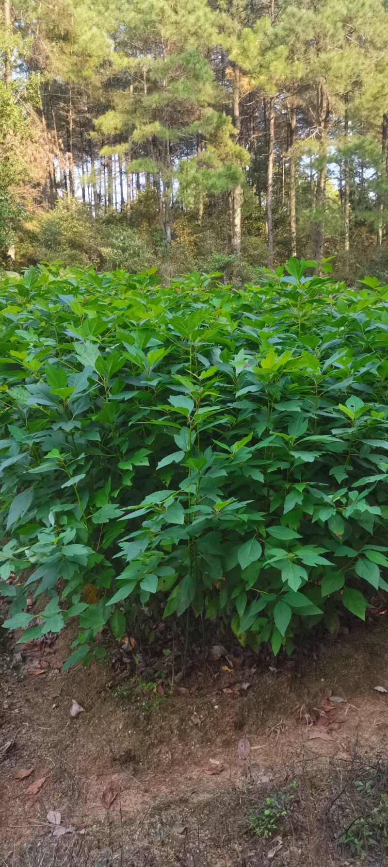 供应檫木苗，檫木造林苗，江西直供，批发价格