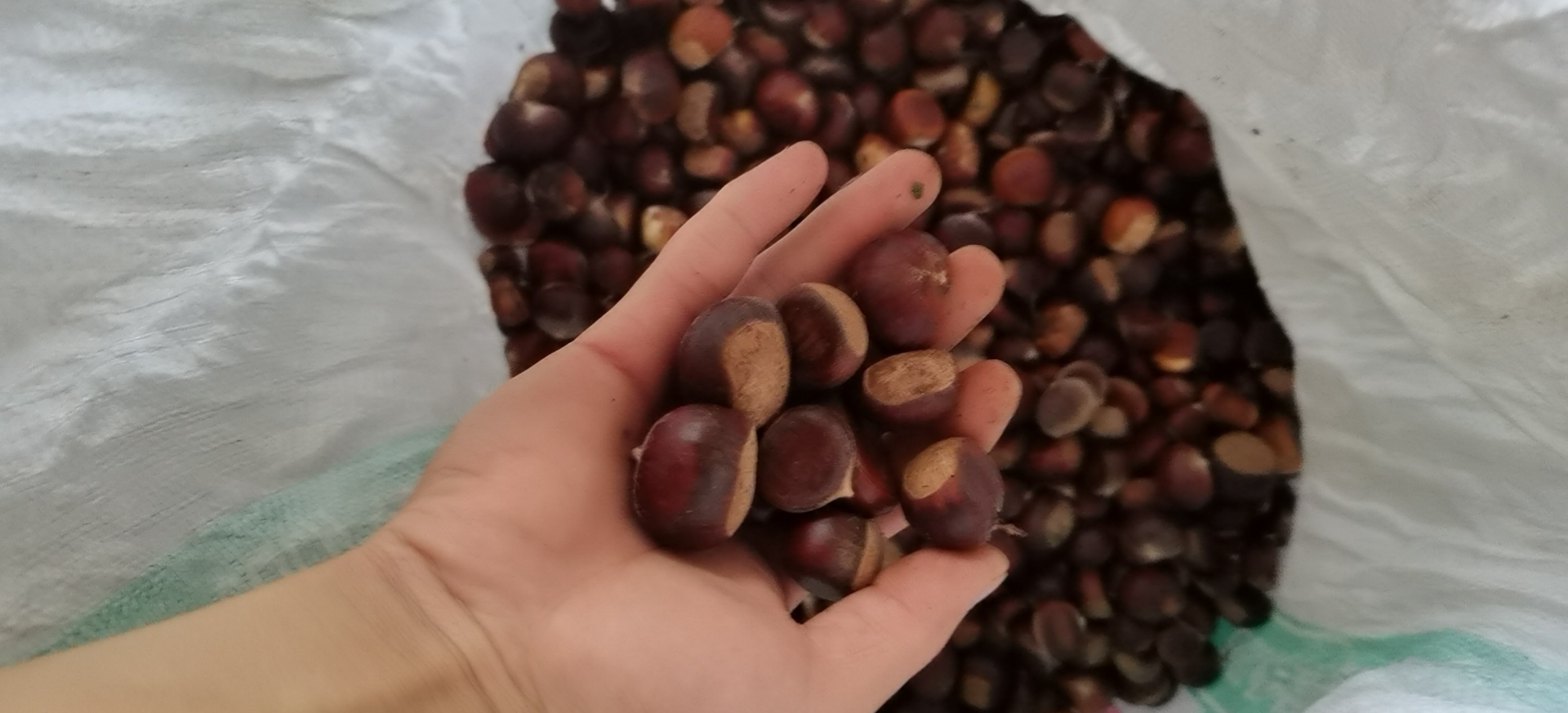 栗子与胃部示意图