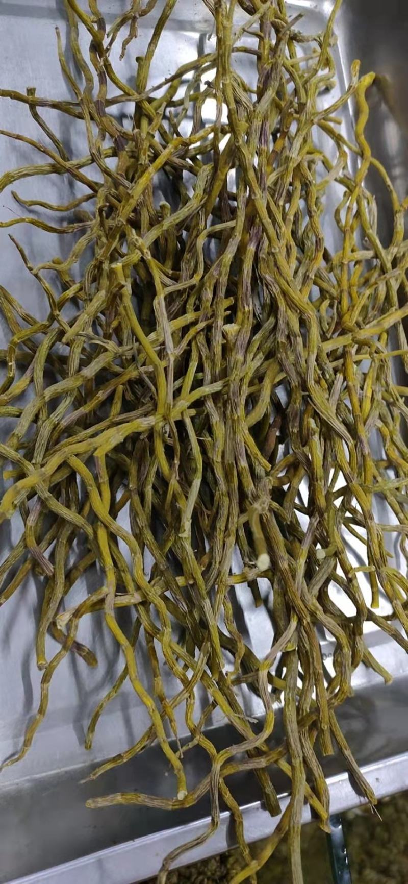 铁皮石斛干条量大从优欢迎选购！
