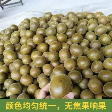 今年的新鲜桂花大量上市，罗汉果出售，欢迎老板来合作