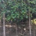 大量供应30量6公分桂花，移栽田苗，土球质量好