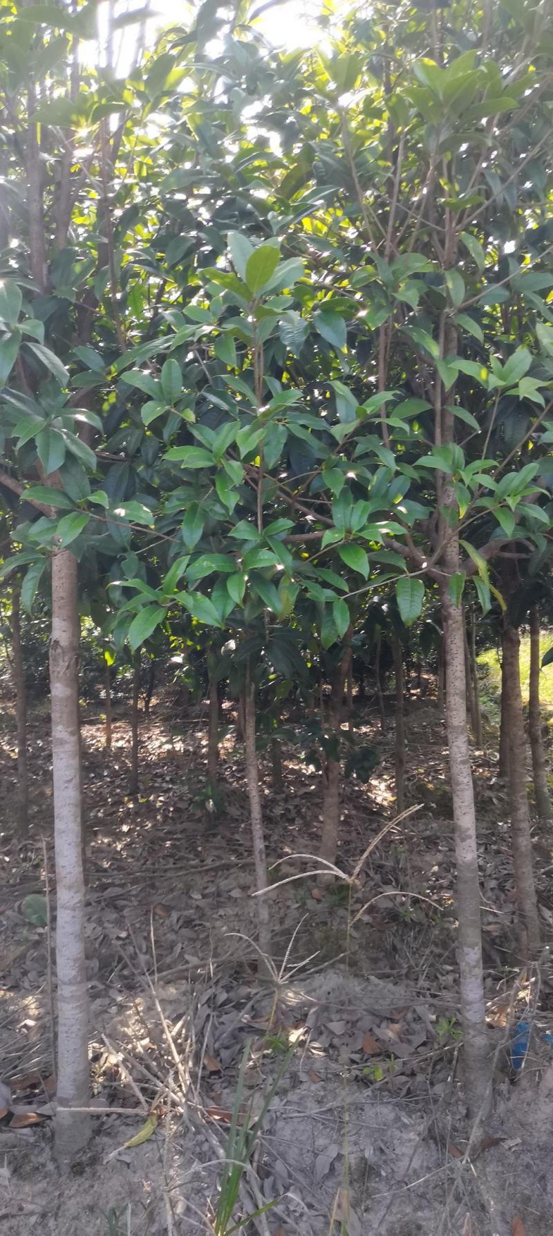 大量供应30量6公分桂花，移栽田苗，土球质量好