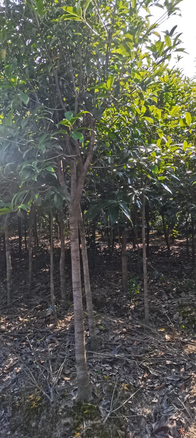 大量供应30量6公分桂花，移栽田苗，土球质量好