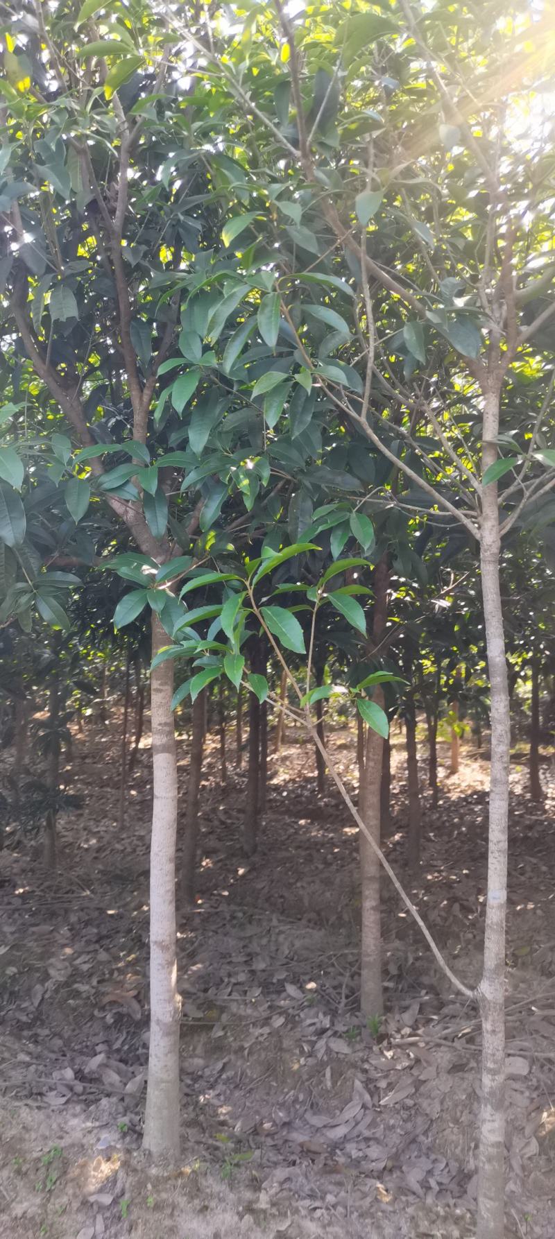 大量供应30量6公分桂花，移栽田苗，土球质量好