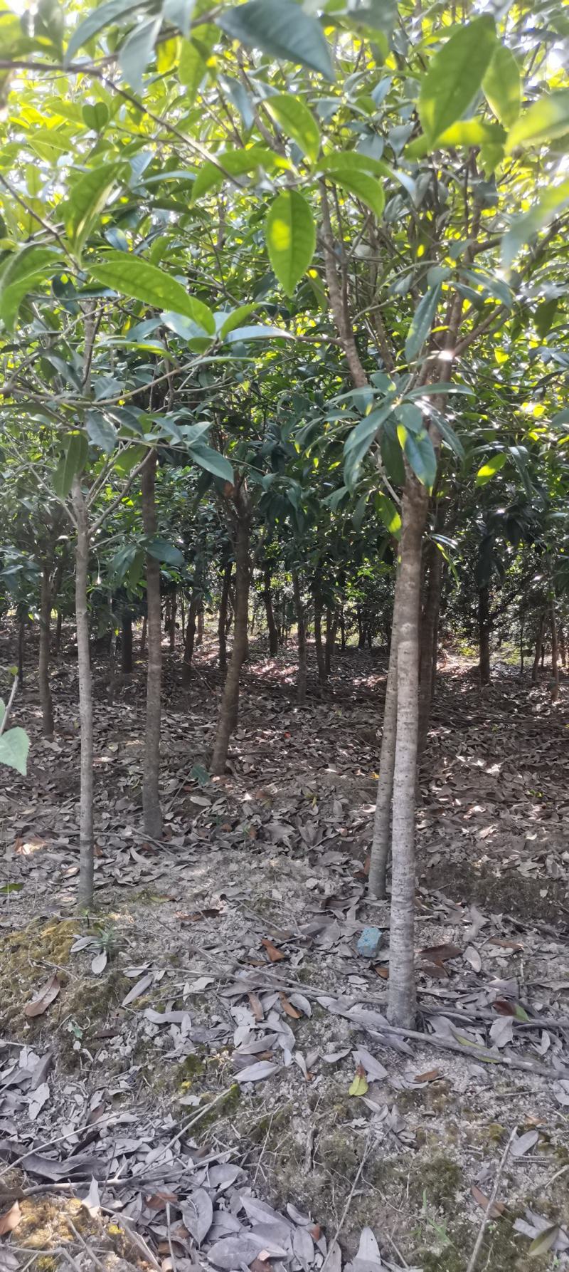 大量供应30量6公分桂花，移栽田苗，土球质量好