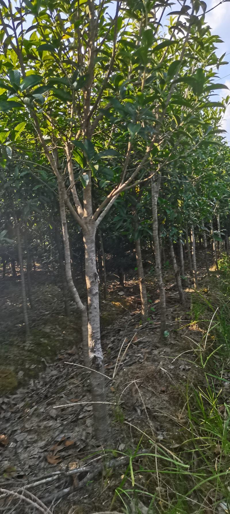 大量供应30量6公分桂花，移栽田苗，土球质量好
