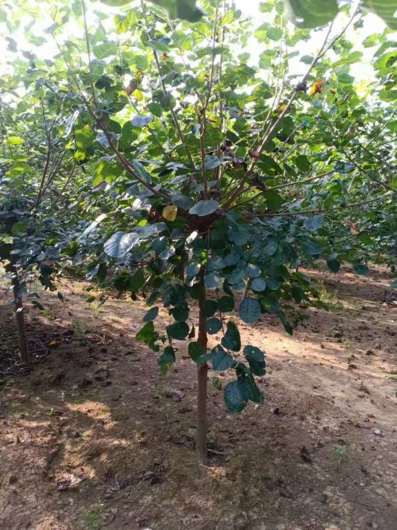 黄栌，精品黄栌，产地直发，质优价廉，欢迎选购联系