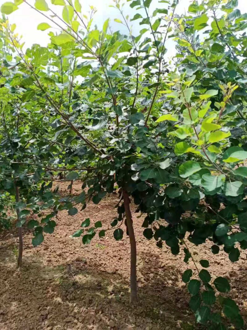黄栌，精品黄栌，产地直发，质优价廉，欢迎选购联系