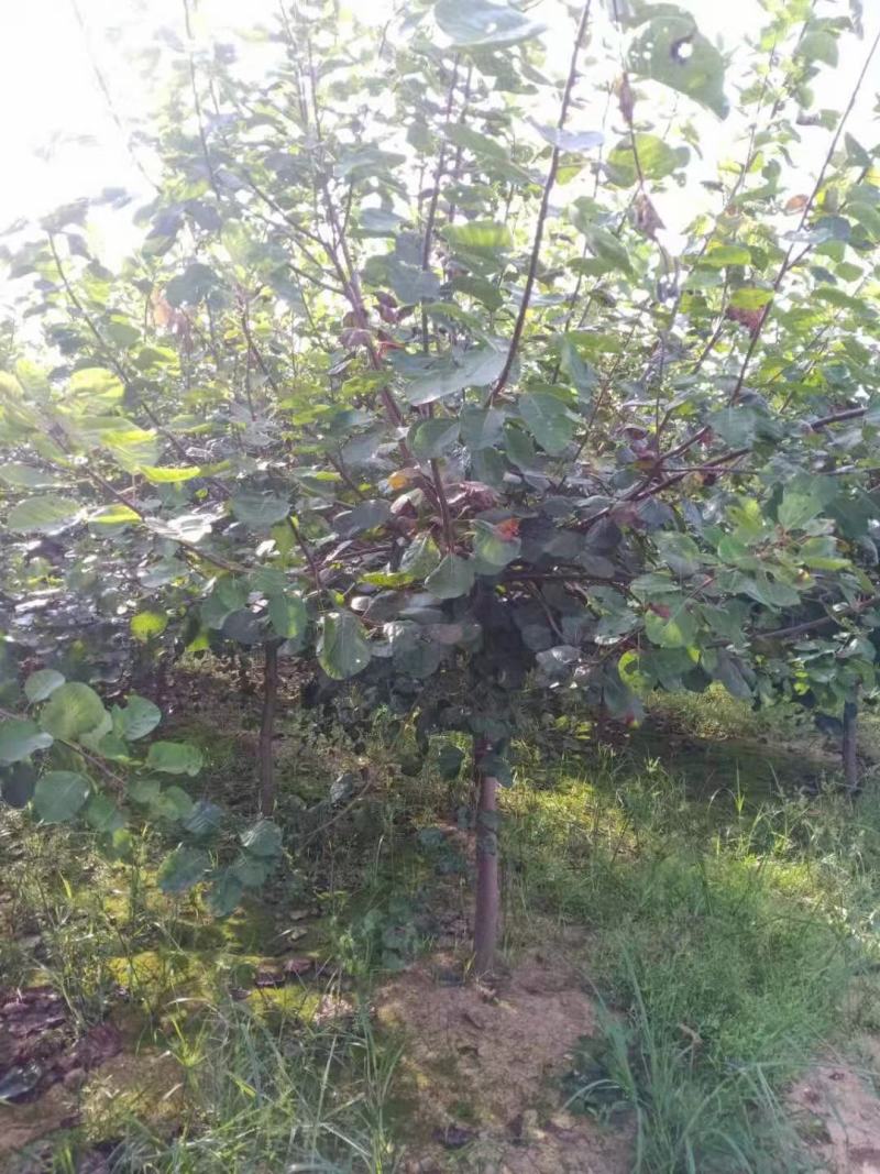 黄栌，精品黄栌，产地直发，质优价廉，欢迎选购联系