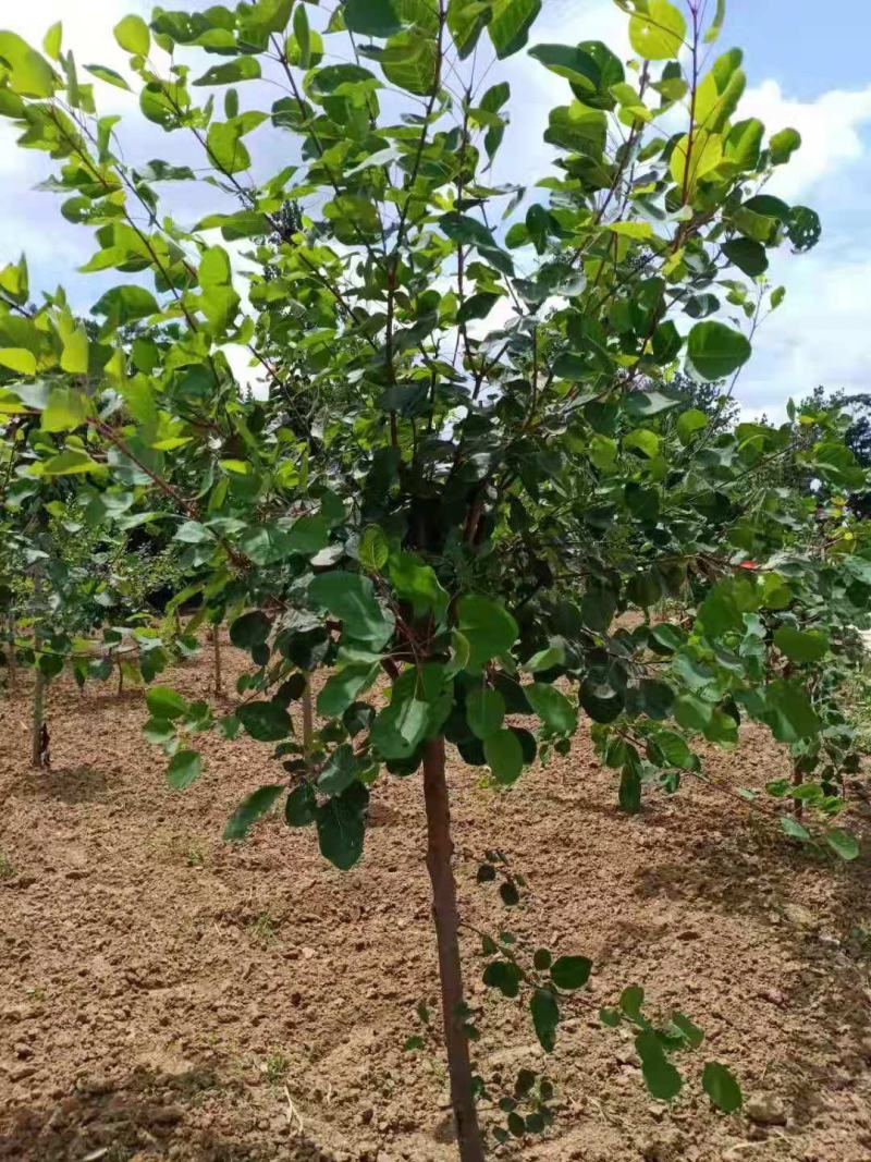 黄栌，精品黄栌，产地直发，质优价廉，欢迎选购联系