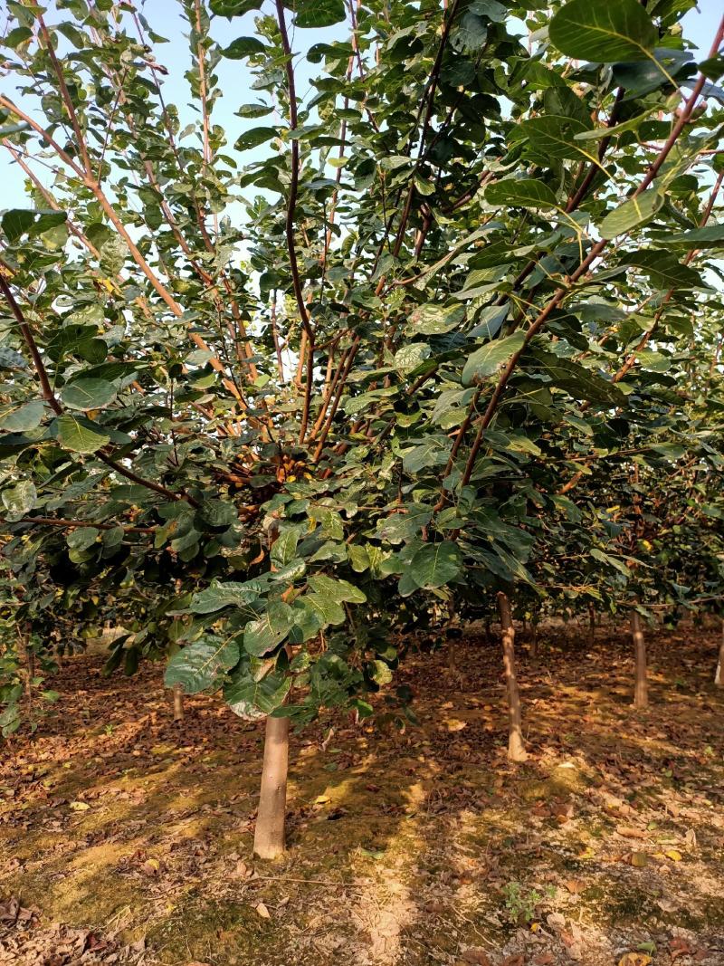 黄栌，精品黄栌，产地直发，质优价廉，欢迎选购联系