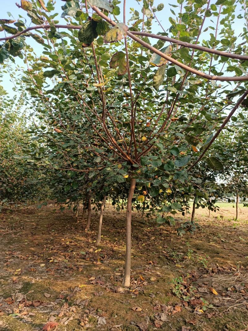 黄栌，精品黄栌，产地直发，质优价廉，欢迎选购联系