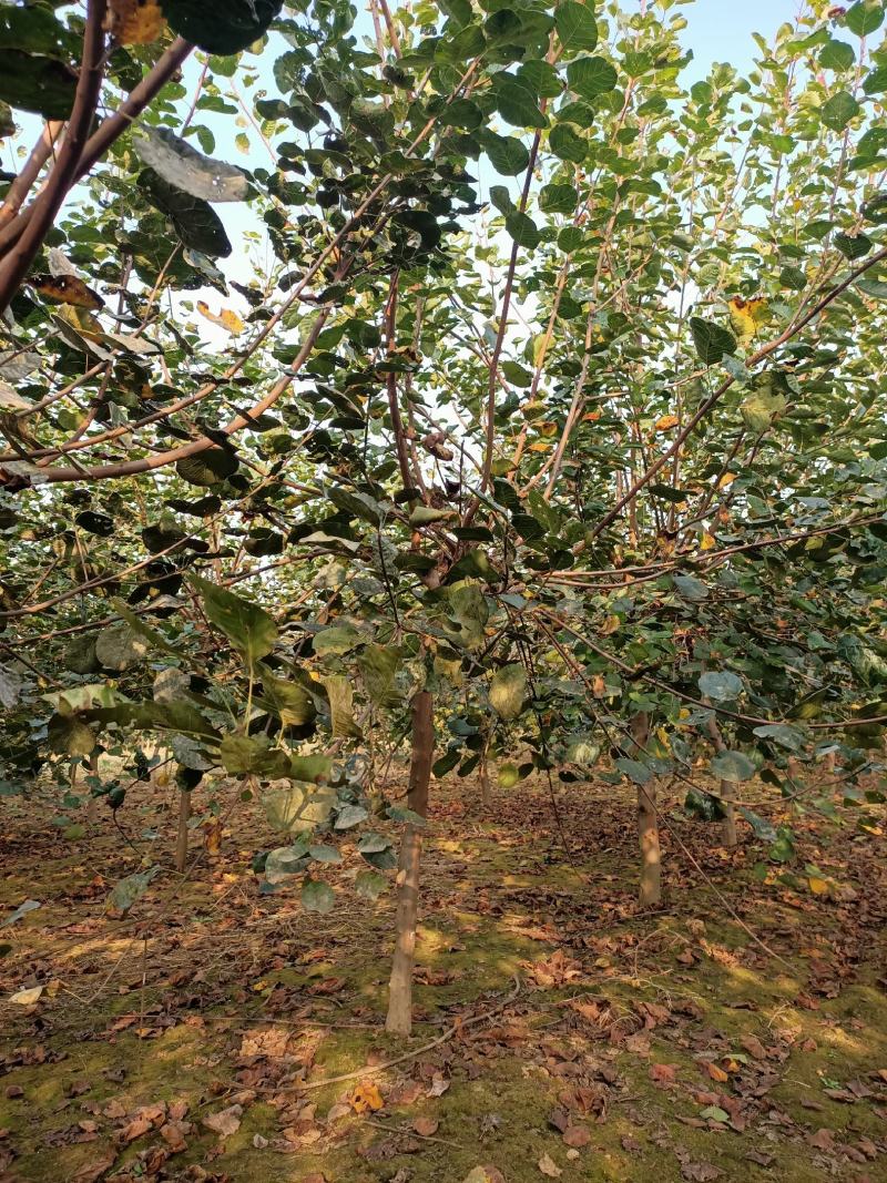 黄栌，精品黄栌，产地直发，质优价廉，欢迎选购联系