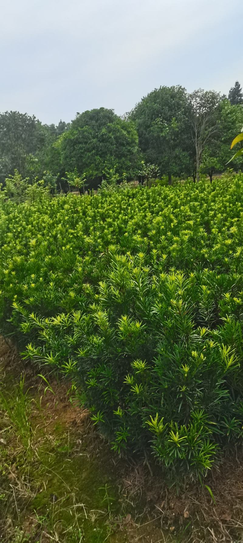 苗圃直供罗汉松苗，大小规格齐全，罗汉批发价格，海量供应