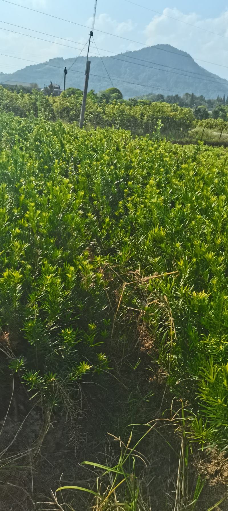 苗圃直供罗汉松苗，大小规格齐全，罗汉批发价格，海量供应