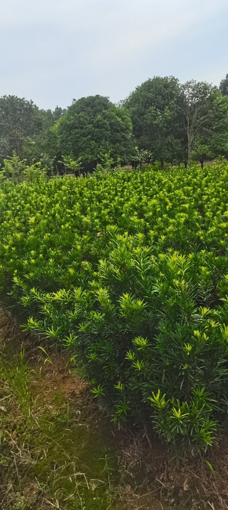 苗圃直供罗汉松苗，大小规格齐全，罗汉批发价格，海量供应