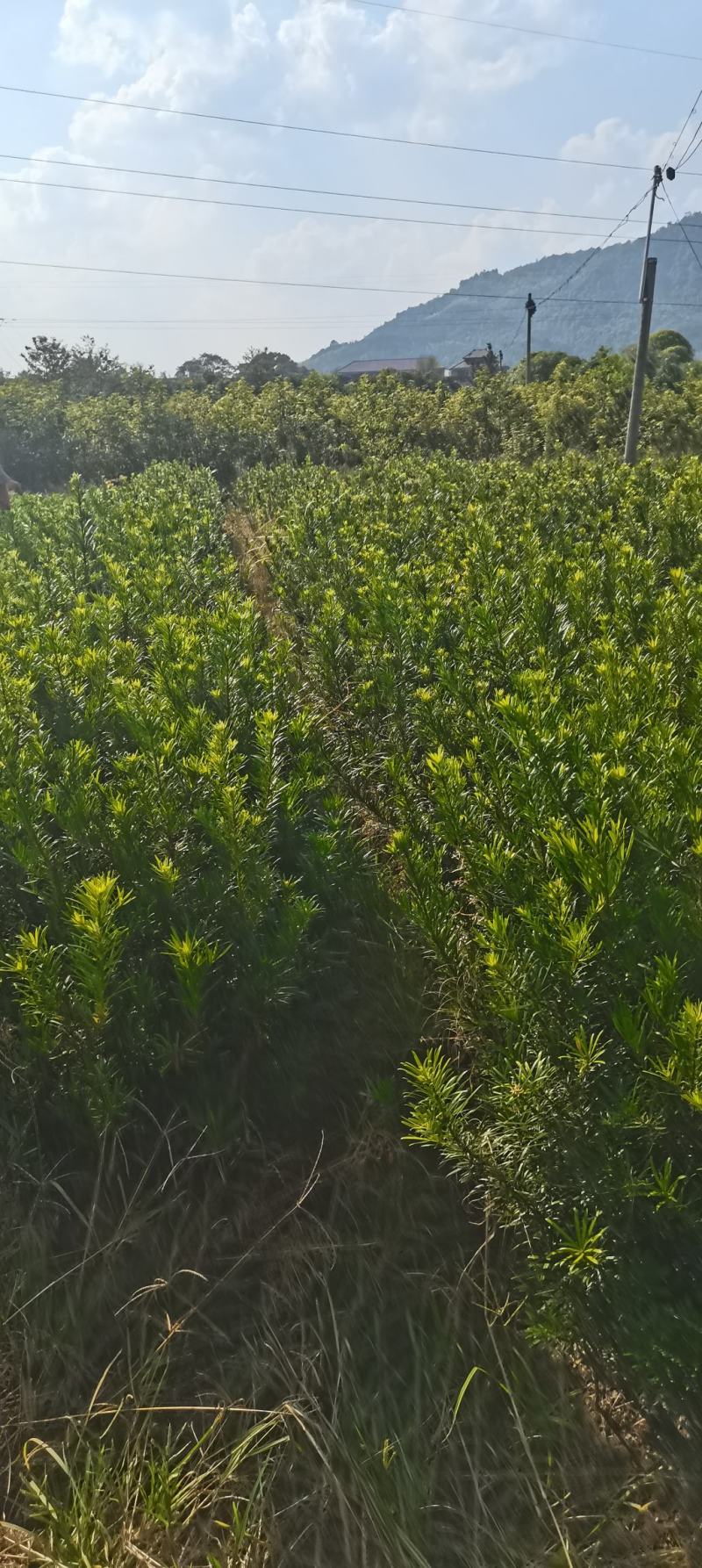 苗圃直供罗汉松苗，大小规格齐全，罗汉批发价格，海量供应